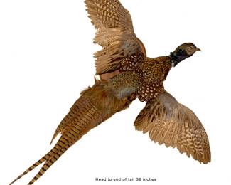 987 Ring Necked Pheasant 50.00