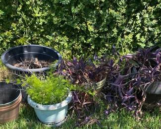 Garden Pots and Plants