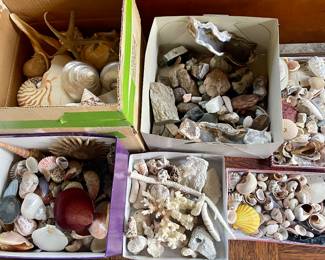 Shell & Rock Collection 