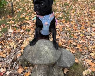 Moira loves mushrooms!