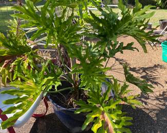 Split leaf philodendron plants full-size 