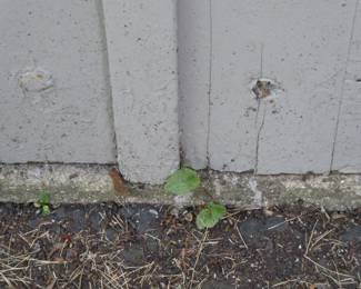 For prices & more info, copy & paste link:  https://beforeudemo.com/sales-event/wheaton-victorian-style-home-demolition-sale/