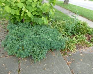 No one there at the house. Call for appointment before going. 630-880-6328. For prices & more info, copy & paste link:  https://beforeudemo.com/sales-event/wheaton-victorian-style-home-demolition-sale/