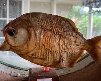 TTT048 Taxidermy Piranha Fish On Stand
