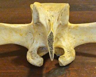 TTT482-Looks And Feels Like Bone