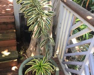 TTT249 - Dracaena Plant