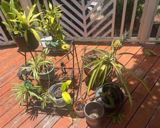 TTT065 Garden Mystery Lot