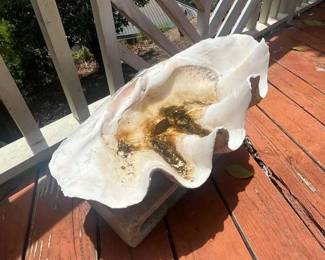 TTT066 Giant Clamshell