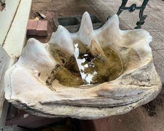 TTT081 Giant Clam Shell