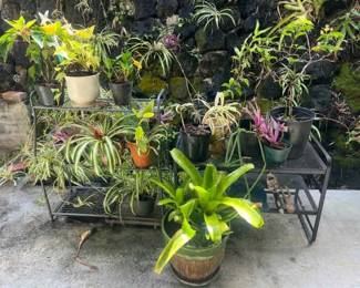 TTT355- Potted Plants & (2)Metal Stands