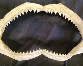 TTT182 - Shark Jaw