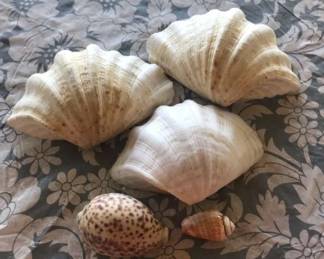 TTT218 - Large Clam & Conch Shells