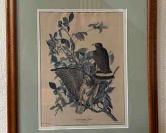 "Broad-winged Hawk" Engraving