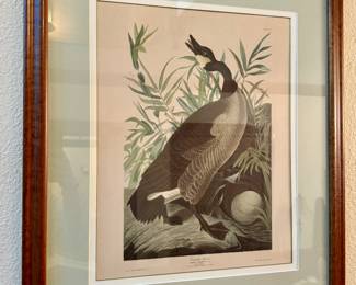 "Canada Goose" Hand Colored Engraving