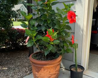 We have several of these plants along with others