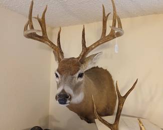 14 point buck