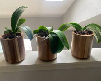 Great swivel bamboo planter with live orchids 