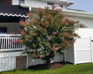 Crape myrtle