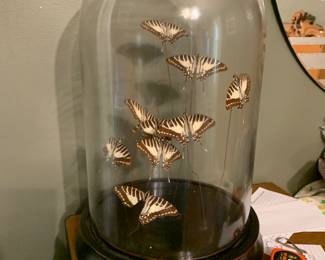 Australian butterflies