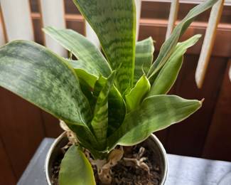 Potted Snake Plant 