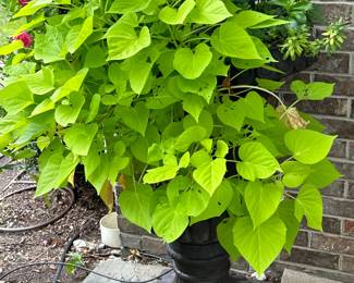 Faux Urn (2 available)   26” dia x 3’ H $95 each 