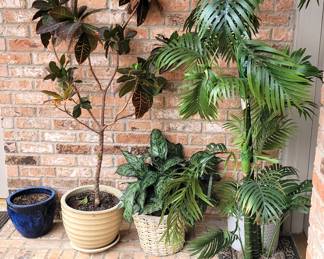 Real and faux plants