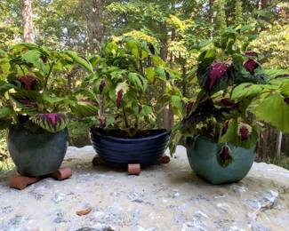 Three Flower Pots With Live Coleus Plants