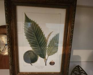 Botanical Prints