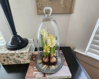 Cloche with Paperwhites