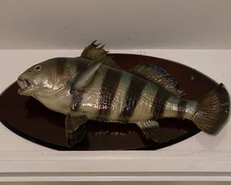 Taxidermy Fish