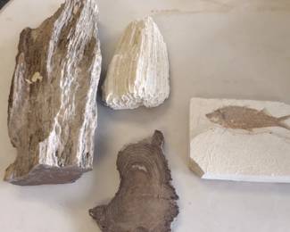 large, petrified wood and fossil 