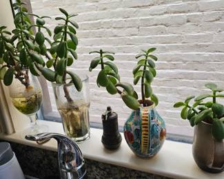 Several plants at this home... these are jade.