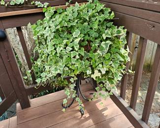 Beautiful ivy plant in stand!