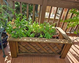 Plants and plant containers