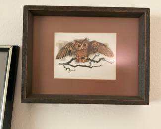 Owl pic