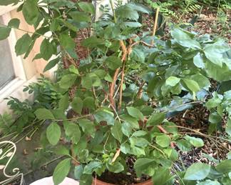 One of several live plants