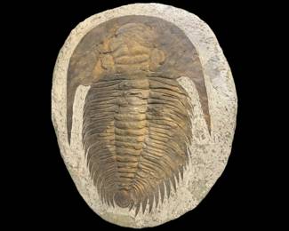 Fossils including this monumental Paradoxides  Trilobite, 16 inches long, 