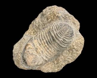 Megalomanicus Trilobite Fossil