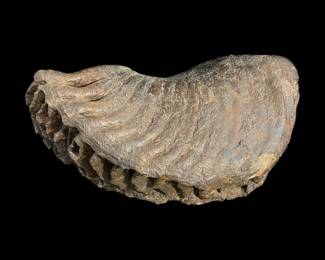 Mammoth Tooth Fossil (Molar) 12 inches long 