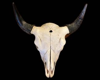 Buffalo Skull
