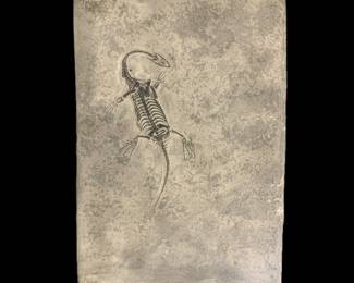 Keichousaurus Fossil