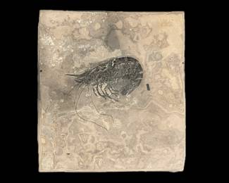 Crustacean Fossil