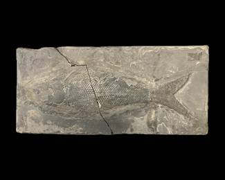 Large Fossil Fish