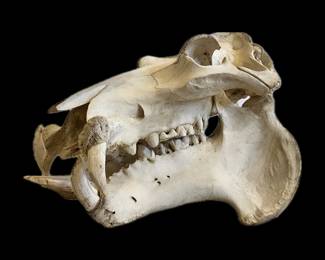 Hippopotamus skull, approximately 30 inches long