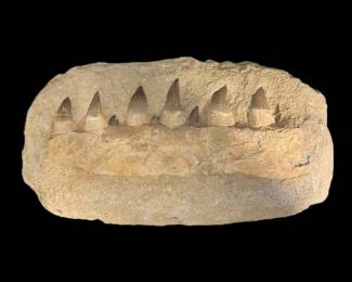 Mosasaur Jaw Section Fossil 16” long 