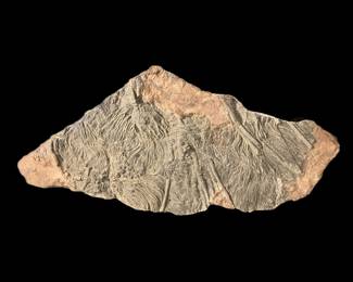 Pentacrinites Crinoid Fossil approximately 20 inches wide by 10 inches high 