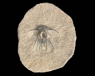 Dicranurus Monstrusus Trilobite Fossil