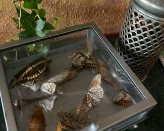 Butterfly collection 