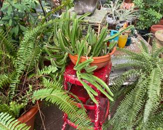 Greenhouse full of plants
