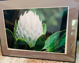 Margaret Ferguson photo of a White Protea